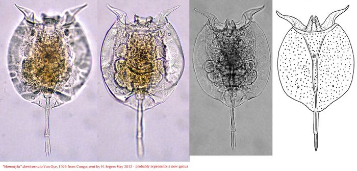 Pulchritia dorsicornuta Pulchritia dorsicornuta