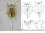 Pulchritia dorsicornuta