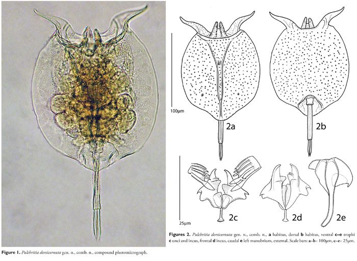 Pulchritia dorsicornuta Pulchritia dorsicornuta