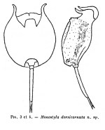 Pulchritia dorsicornuta - Original description image