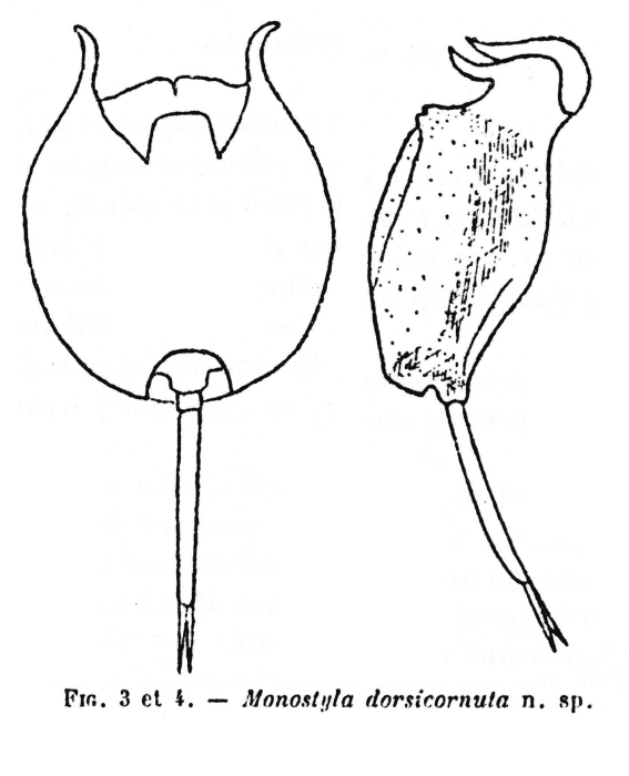 Pulchritia dorsicornuta - Original description image
