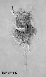 Pulchritia kostei
