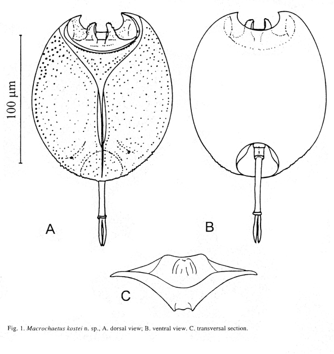 Pulchritia kostei - Original description image
