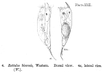 Rattulus bicornis