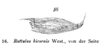 Rattulus bicornis