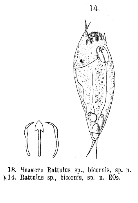 Rattulus bicornis - Original description image