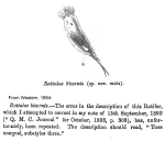 Rattulus bicornis - Original description image