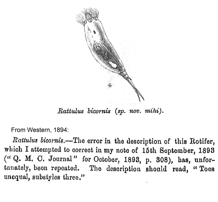 Rattulus bicornis - Original description image