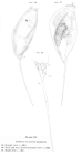 Rattulus carinatus