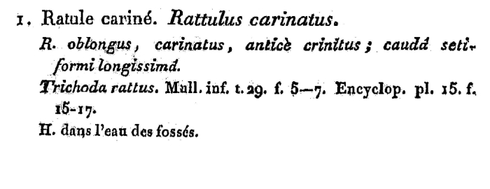 Rattulus carinatus - Original description image