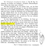 Rattulus cryptopus - Original description image