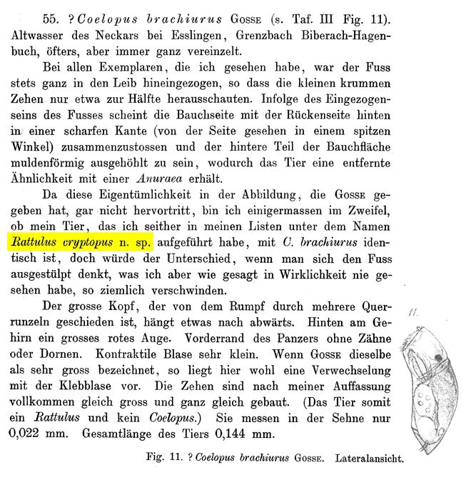 Rattulus cryptopus - Original description image