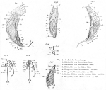 Rattulus henseni - Original description image