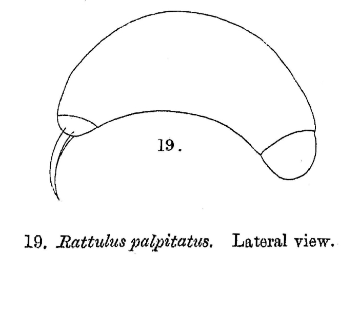 Rattulus palpitatus - Original description image