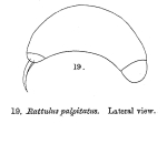 Rattulus palpitatus