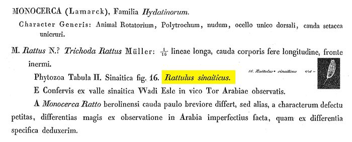 Rattulus sinaiticus - Original description image