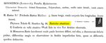 Rattulus sinaiticus