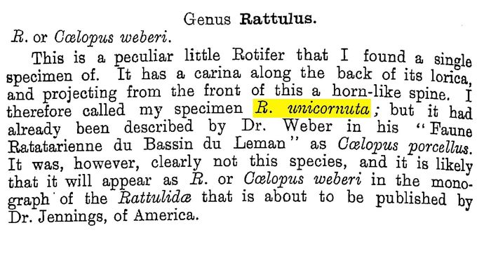 Rattulus unicornuta Rattulus unicornuta