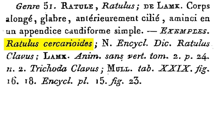 Ratulus cercarioides - Original description image