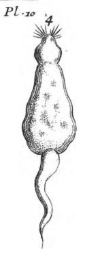 Ratulus mus