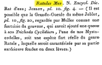 Ratulus mus