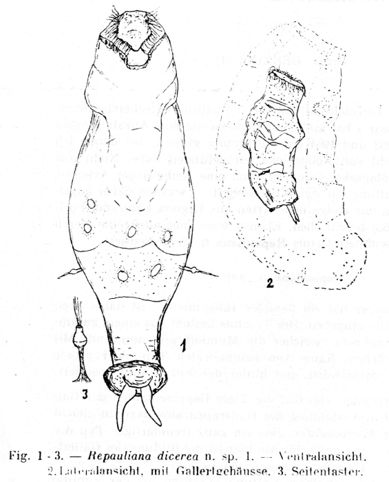 Repauliana dicerea - Original description image