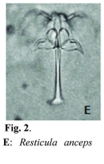 Resticula anceps
