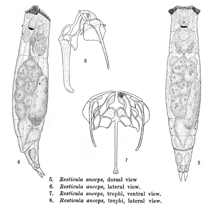Resticula anceps - Original description image