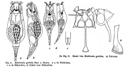 Resticula gelida
