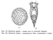 Resticula gelida