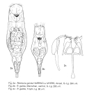 Resticula gelida