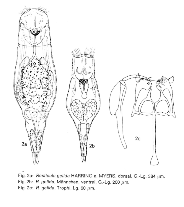 Resticula gelida Resticula gelida