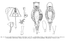 Resticula gelida