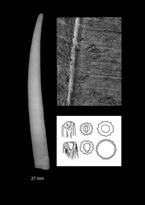 Dentalium malekulaensis Scarabino, 2008 Dentalium malekulaensis Scarabino, 2008