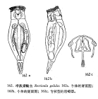 Resticula gelida