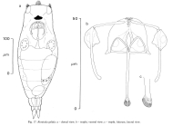 Resticula gelida