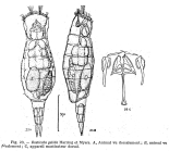 Resticula gelida
