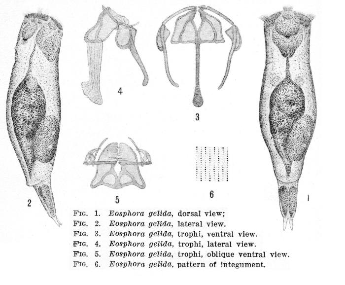 Resticula gelida - Original description image