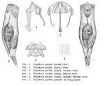 Resticula gelida