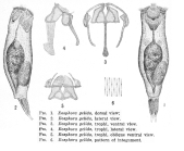 Resticula gelida