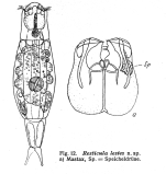 Resticula lestes - Original description image