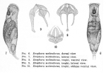 Resticula melandoca