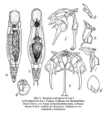 Resticula melandoca