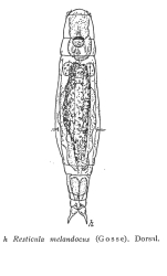 Resticula melandoca