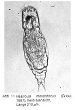 Resticula melandoca