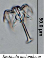 Resticula melandoca
