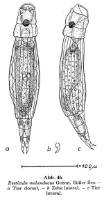 Resticula melandoca