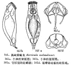 Resticula melandoca