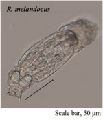 Resticula melandoca