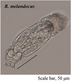 Resticula melandoca Resticula melandoca